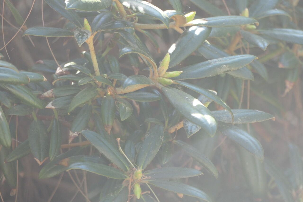 Rhododendron yakushimanum — search result for 'Ericaceae'
