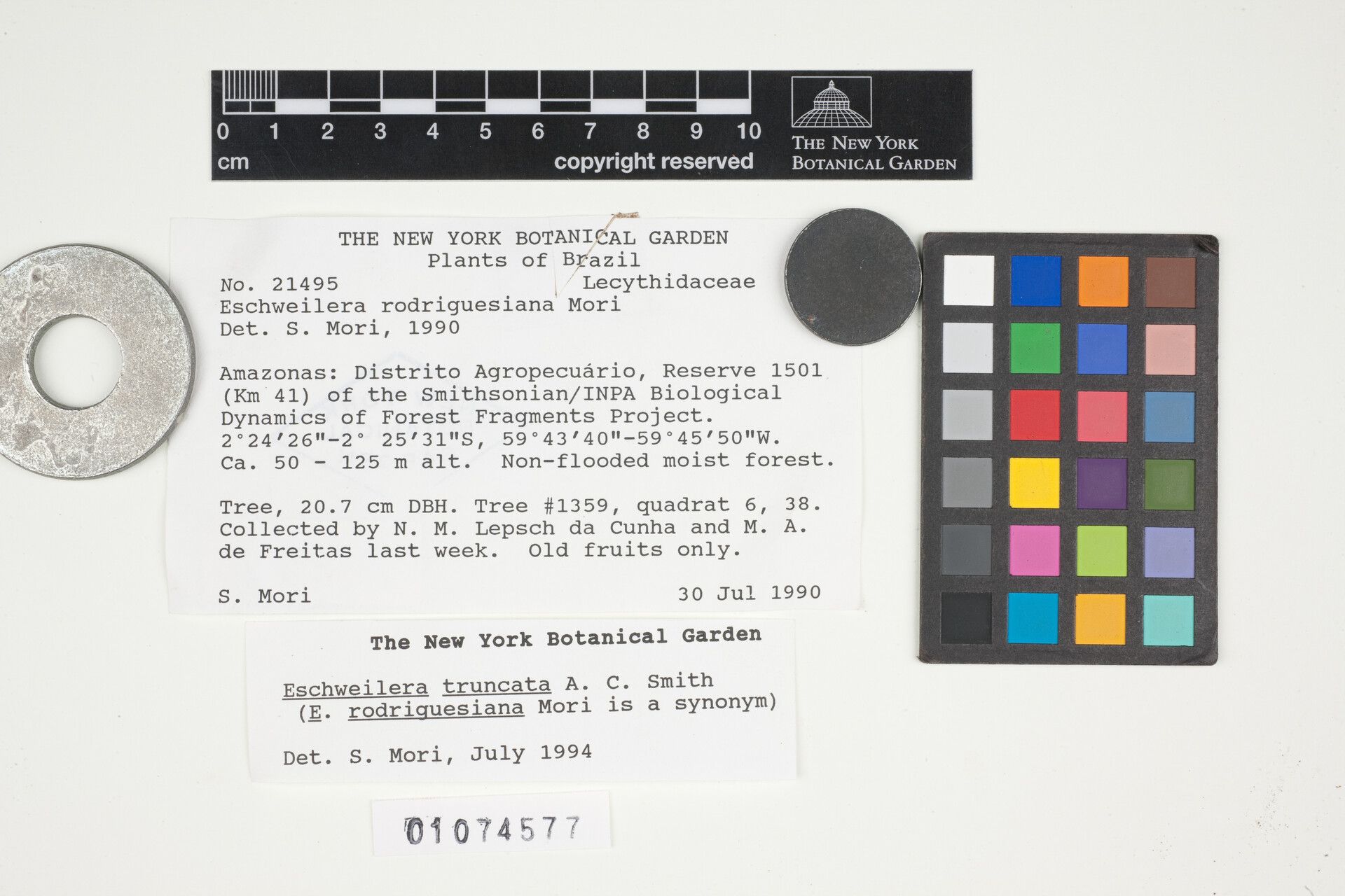 Eschweilera truncata flower