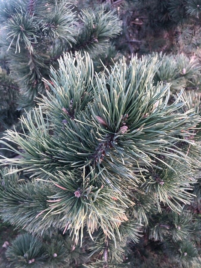 Pinus uncinata leaf