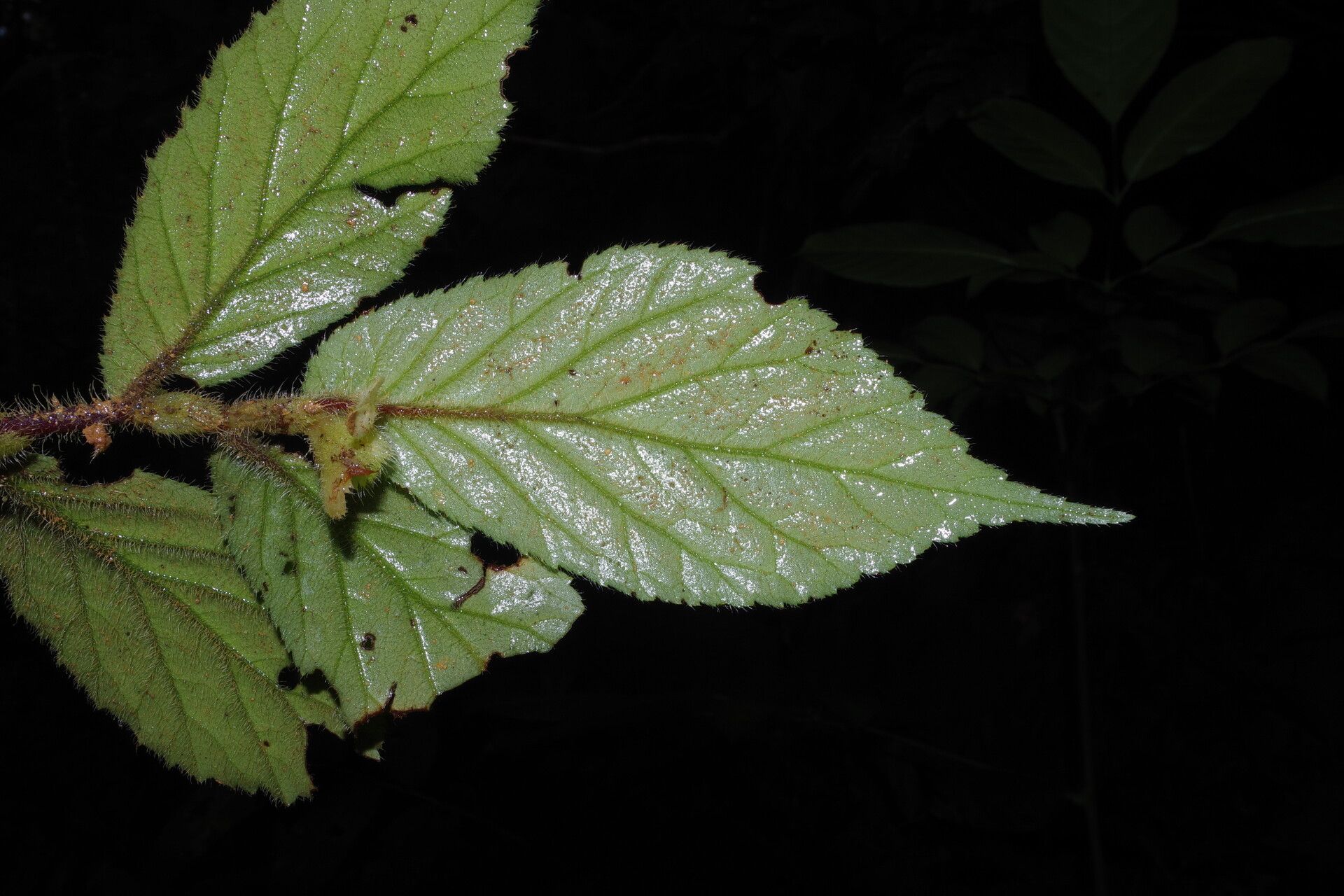 Begonia elatostemmoides leaf