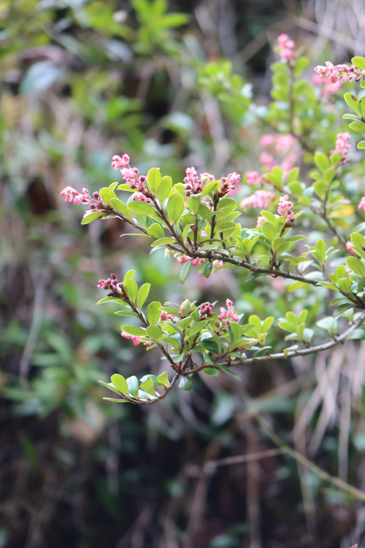 Vaccinium retusum — search result for 'Vaccinium'