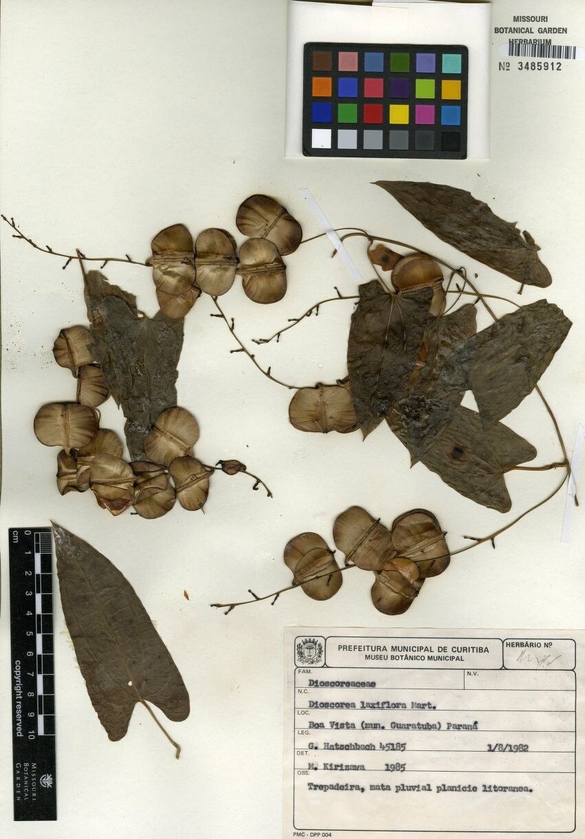 Dioscorea laxiflora other