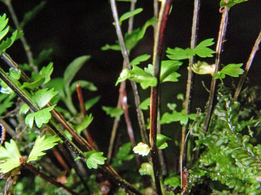 Asplenium formosum bark