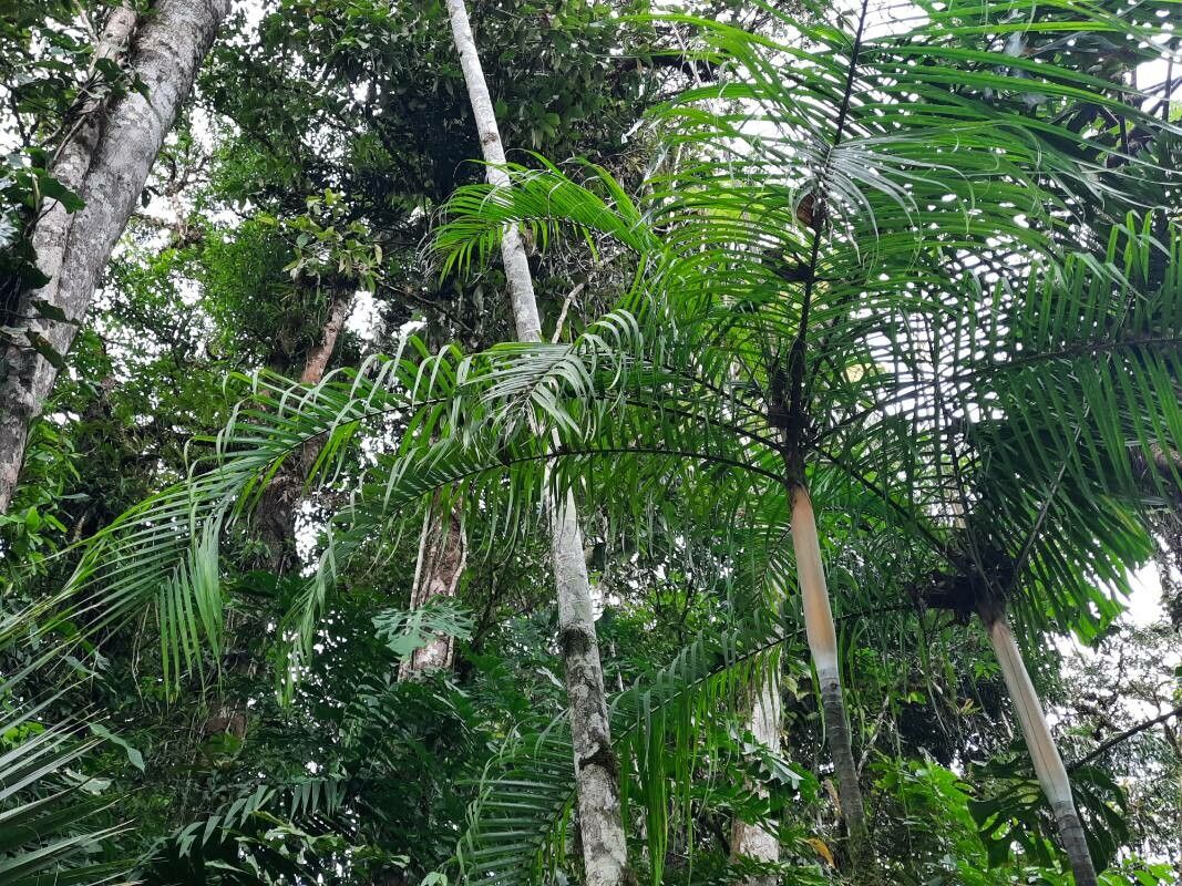 Dypsis baronii habit