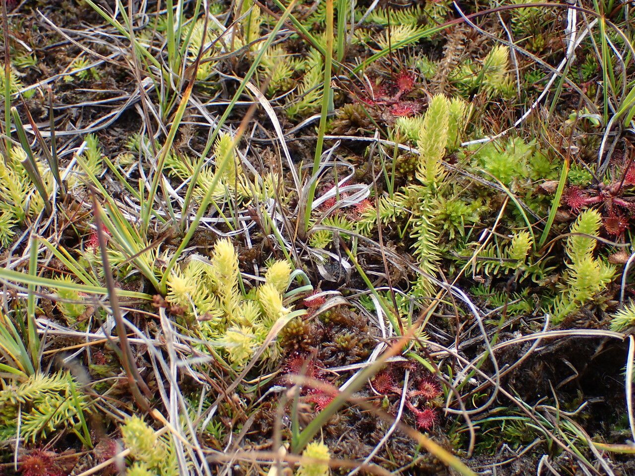Lycopodiella inundata habit