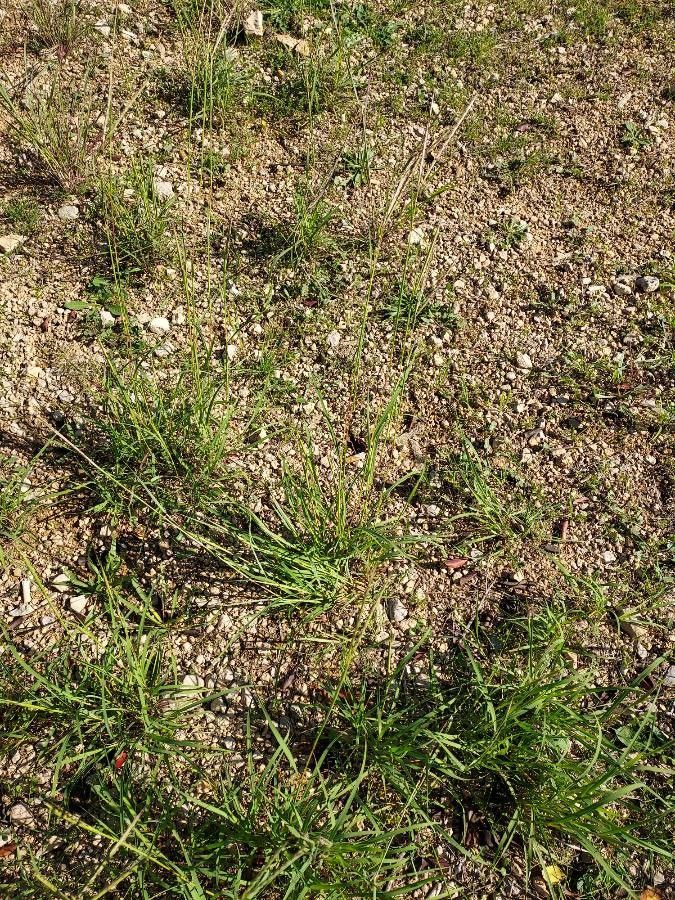 Andropogon distachyos habit