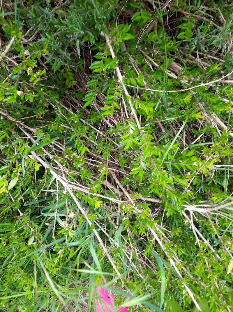 Diospyros glabra leaf