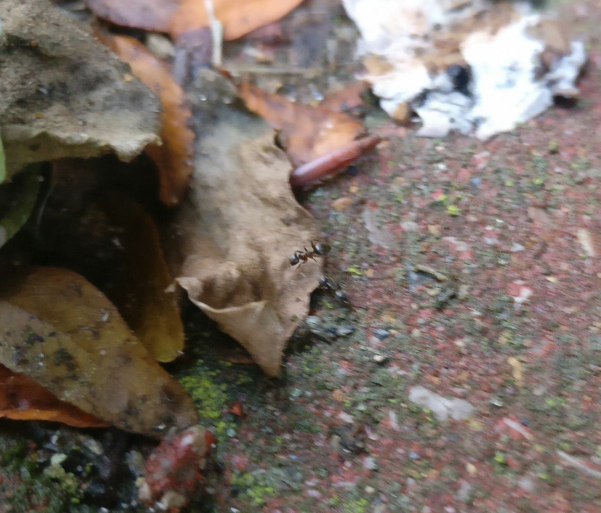 Taraxacum lacistophylloides bark