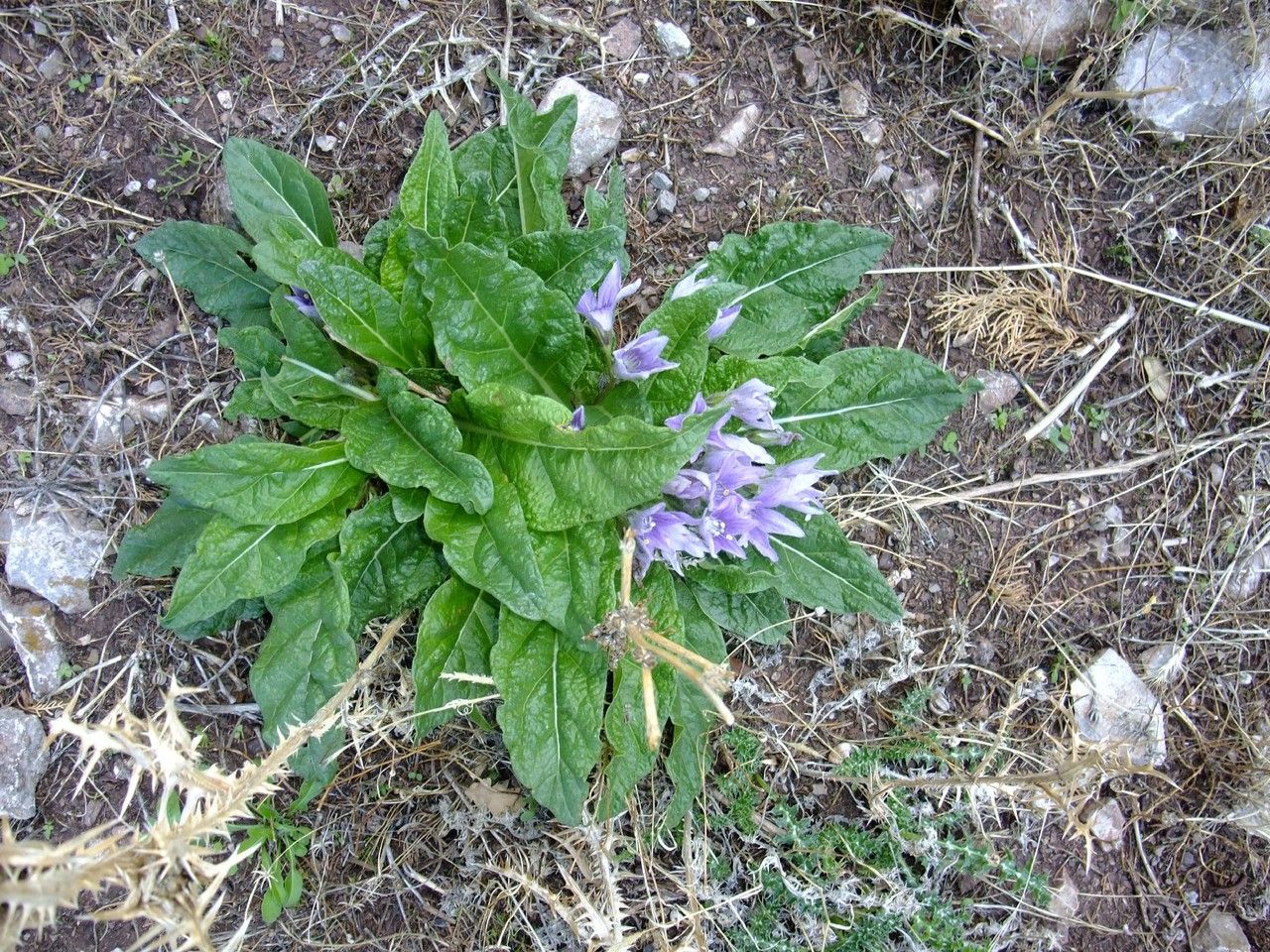 Mandragora officinalis — search result for 'Bryonia'