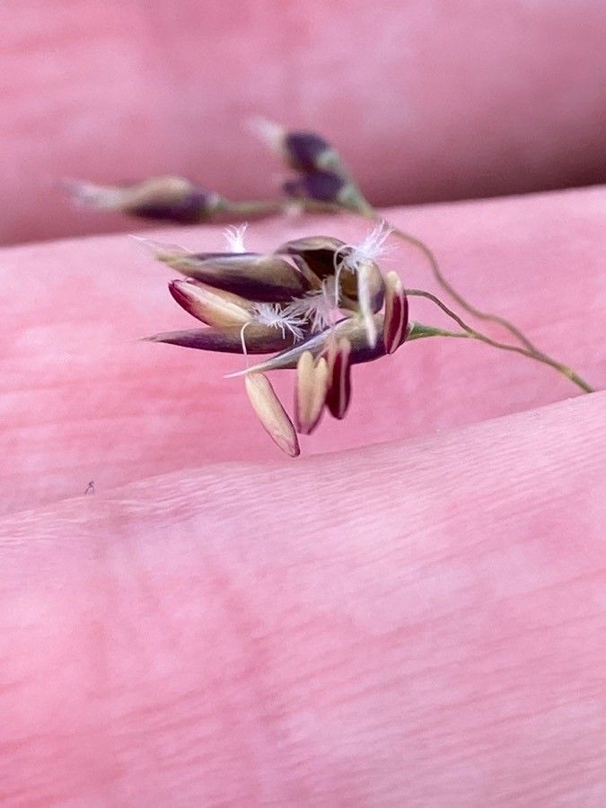 Piptatherum coerulescens flower