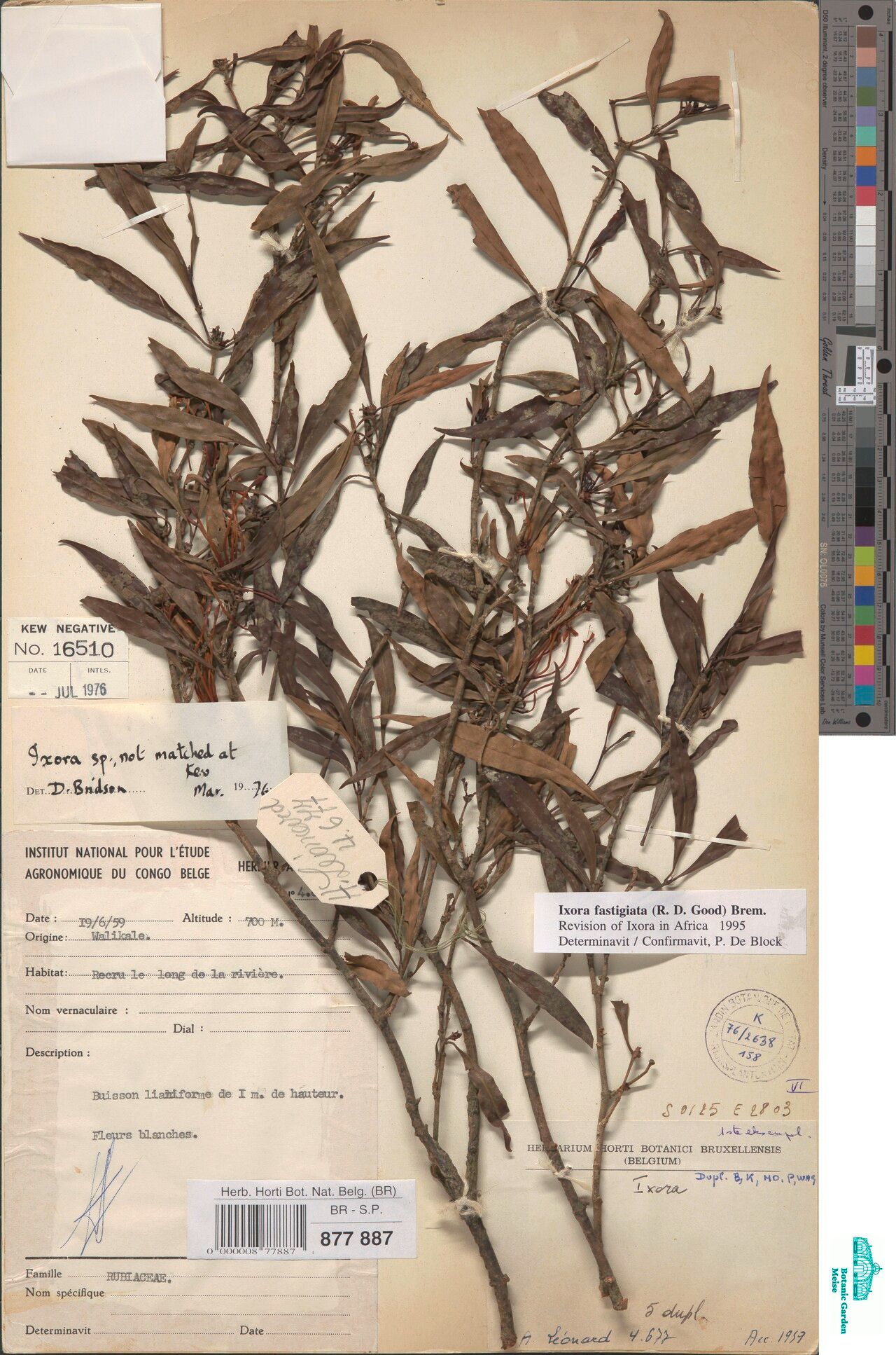 Ixora fastigiata — search result for 'Ixora'