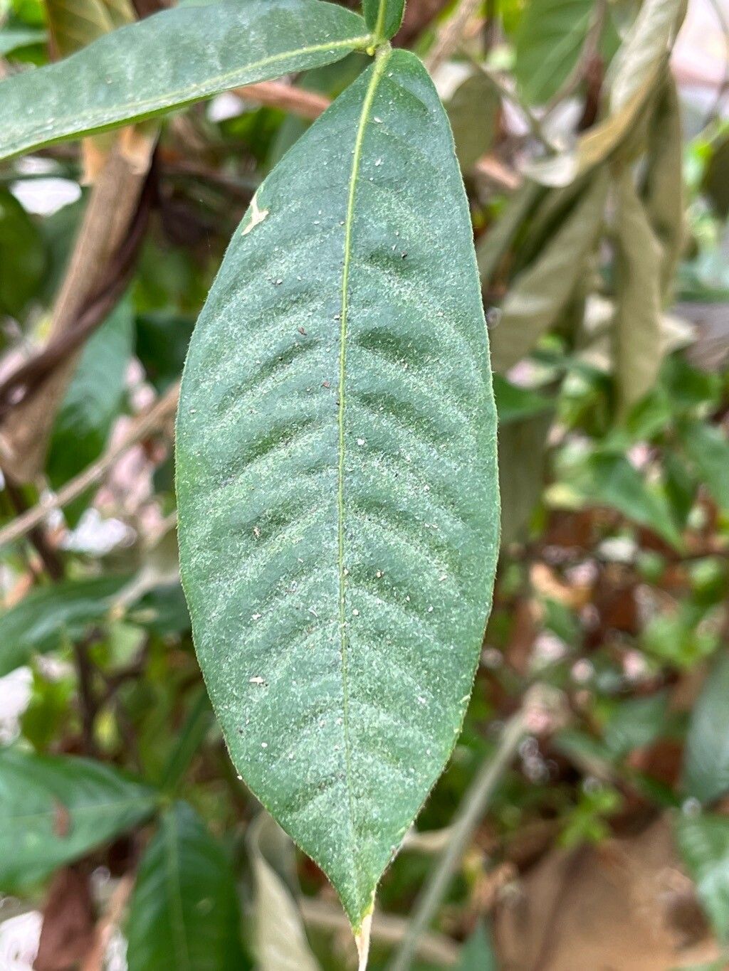 Inga feuillei leaf