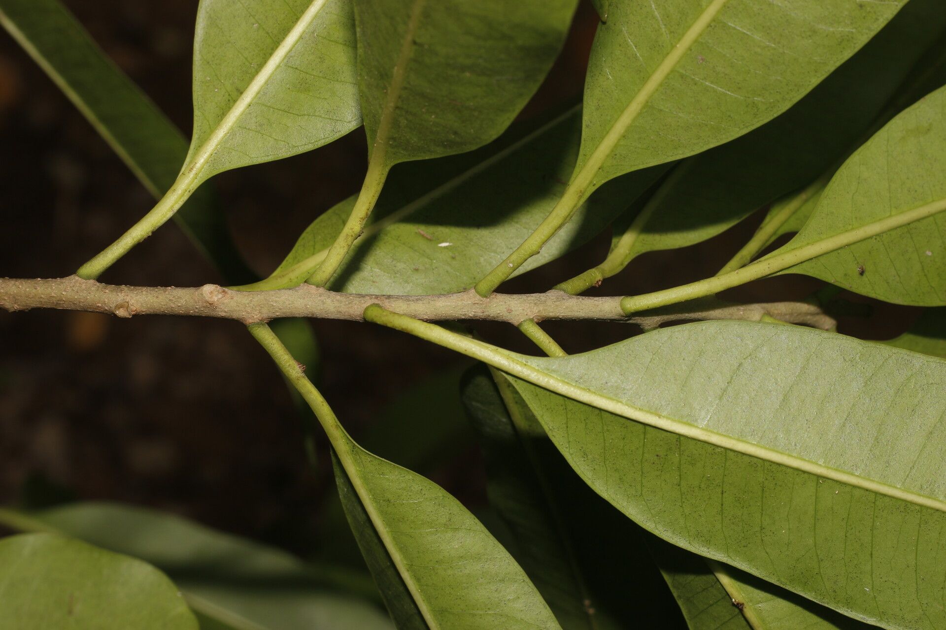 Mortoniella pittieri fruit