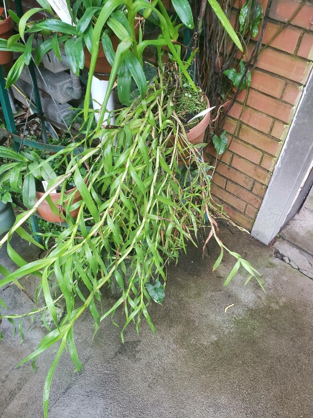 Polystachya neobenthamia habit