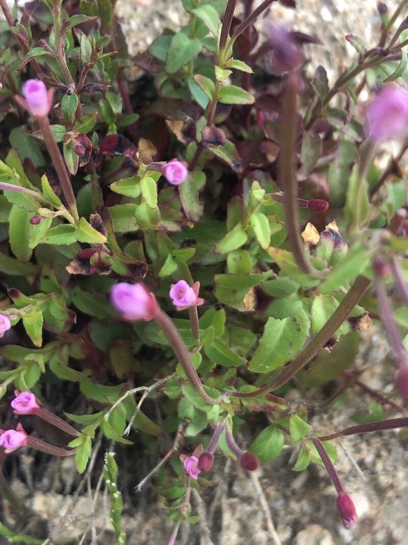 Epilobium collinum — search result for 'Epilobium'