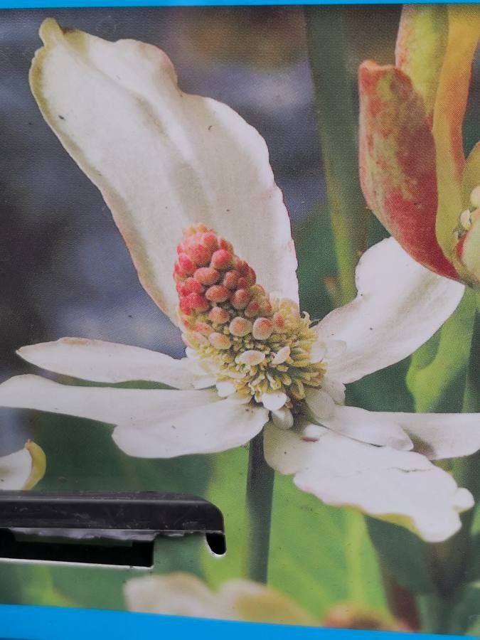 Anemopsis californica flower