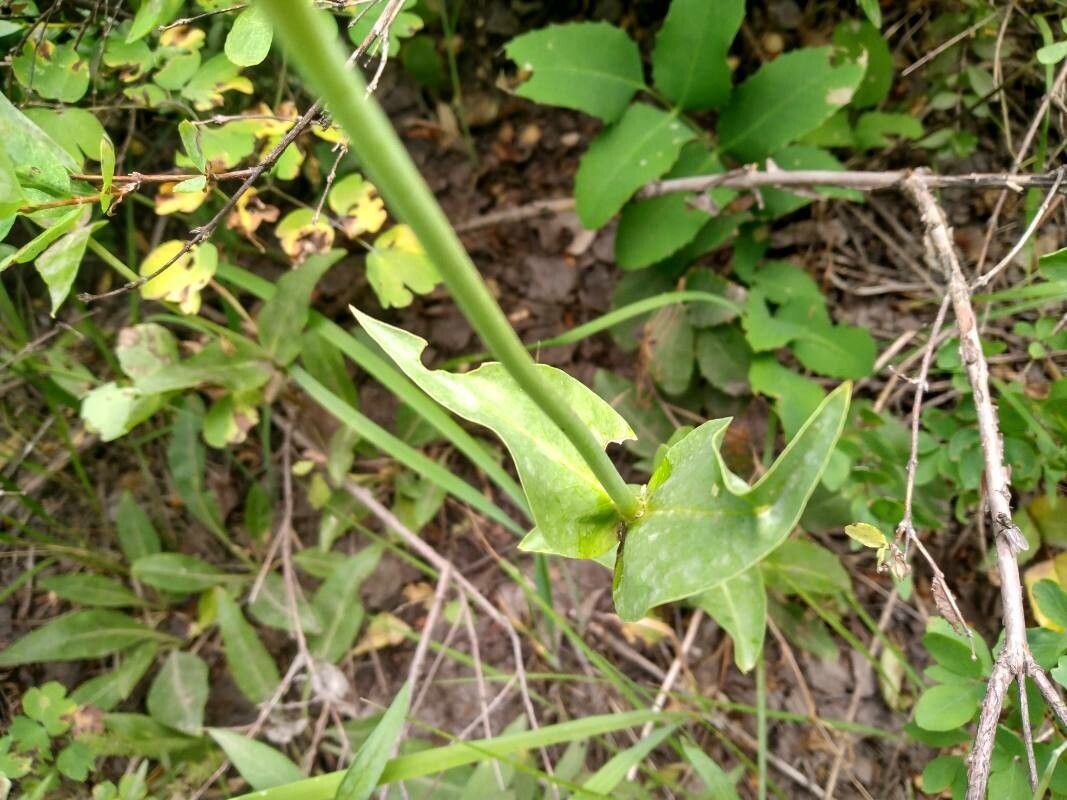 Penstemon albertinus