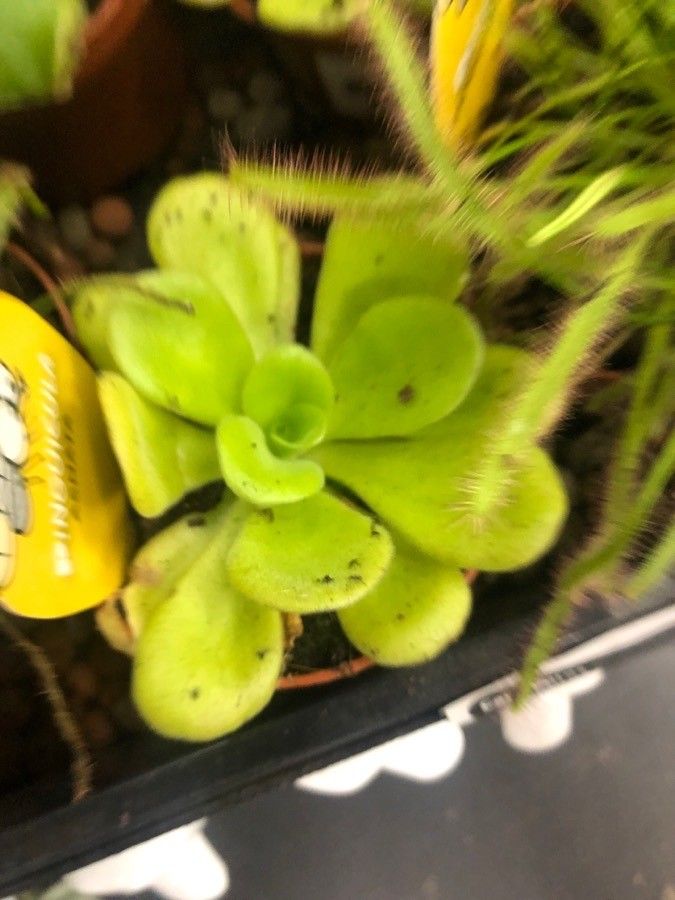 Pinguicula agnata leaf