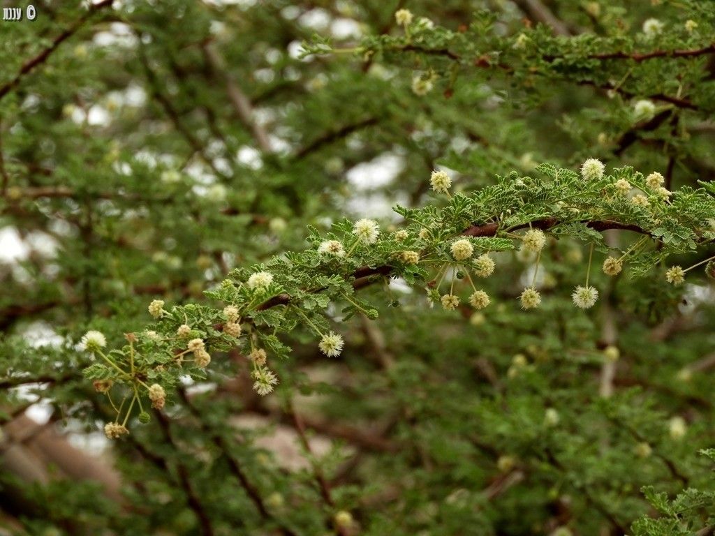 Acacia raddiana flower
