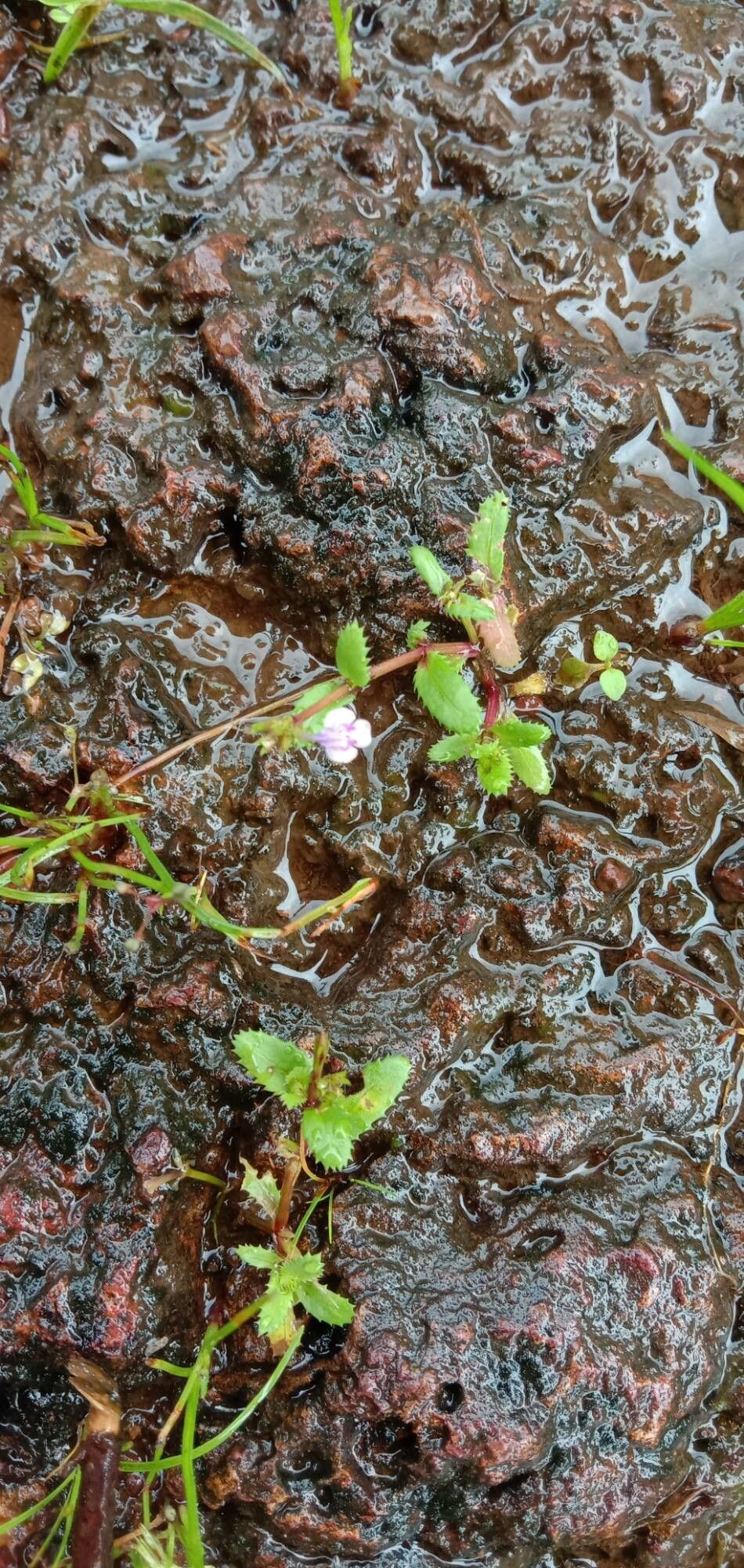 Bonnaya ciliata habit