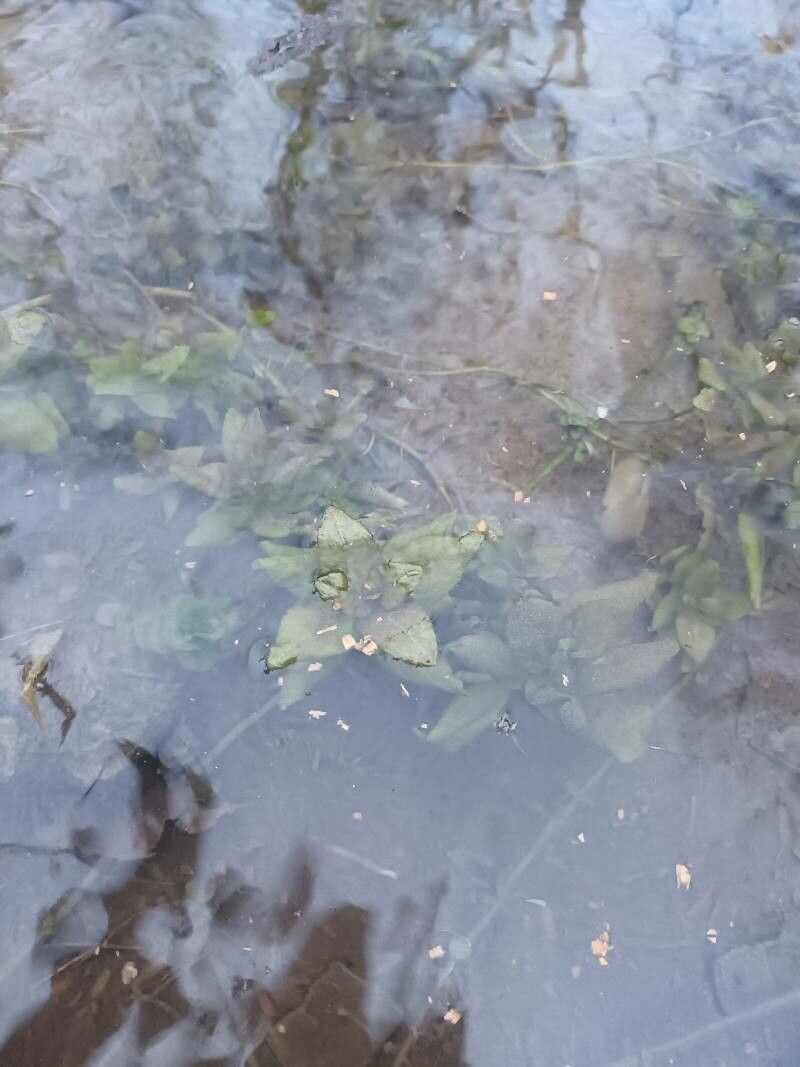 Potamogeton × angustifolius bark