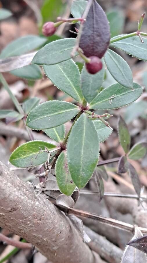 Rubia peregrina — search result for 'Rubiaceae'