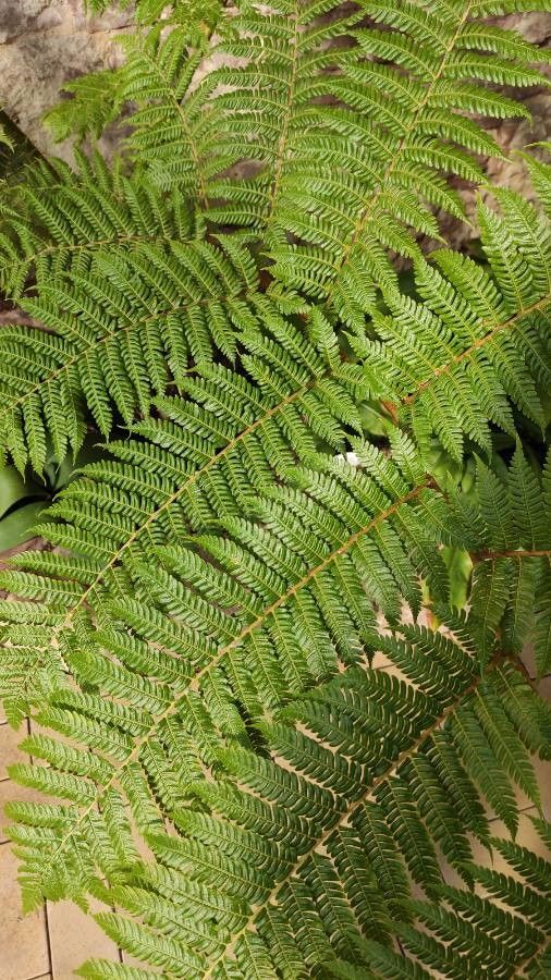 Cyathea pallescens leaf