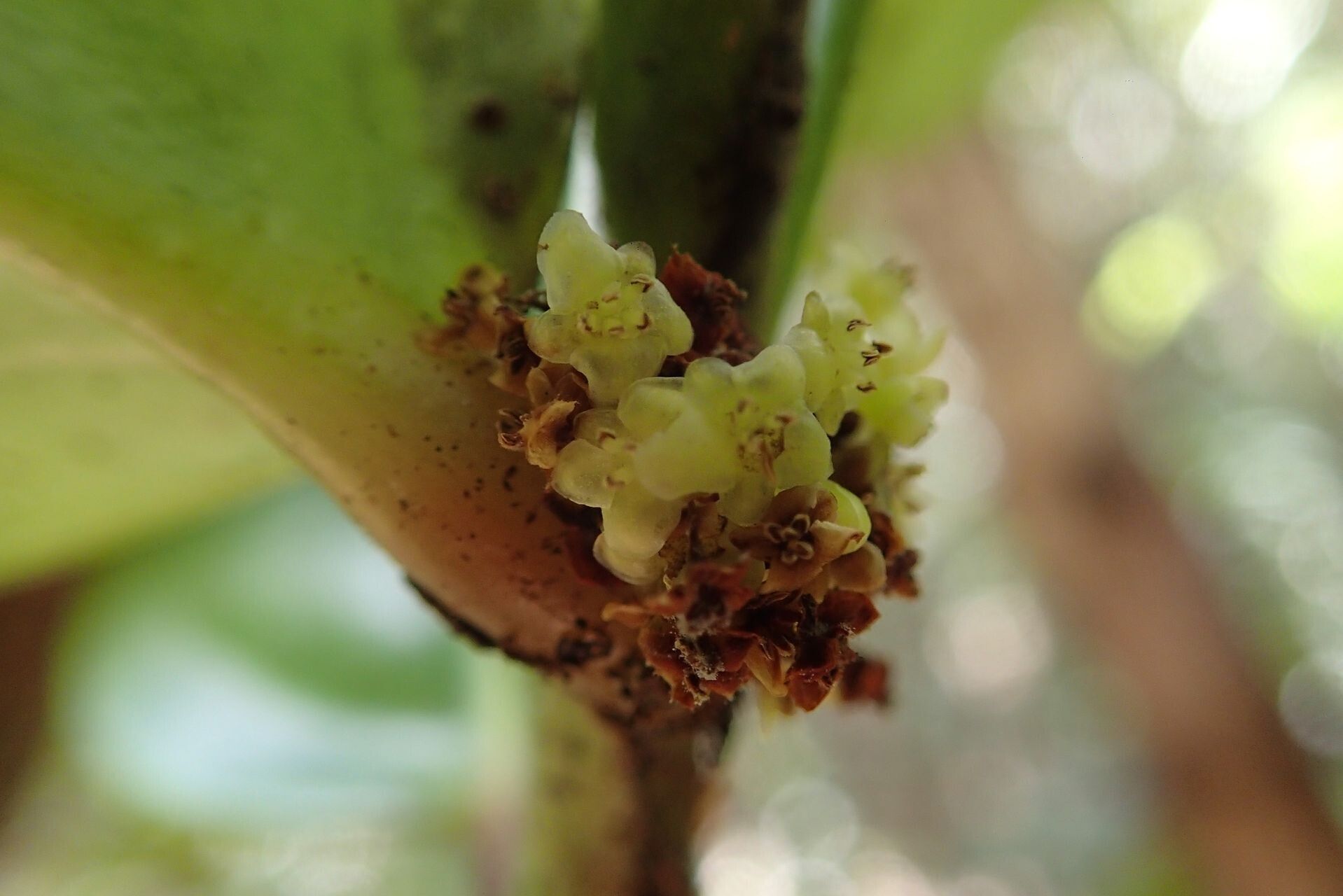 Phyllanthus carlottae — houseplant care guide