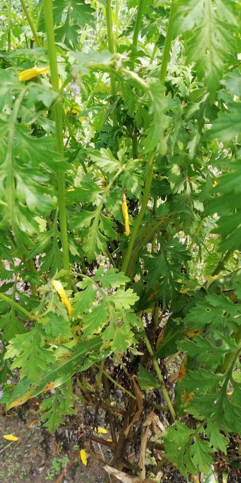 Bidens oligoflora — houseplant care guide