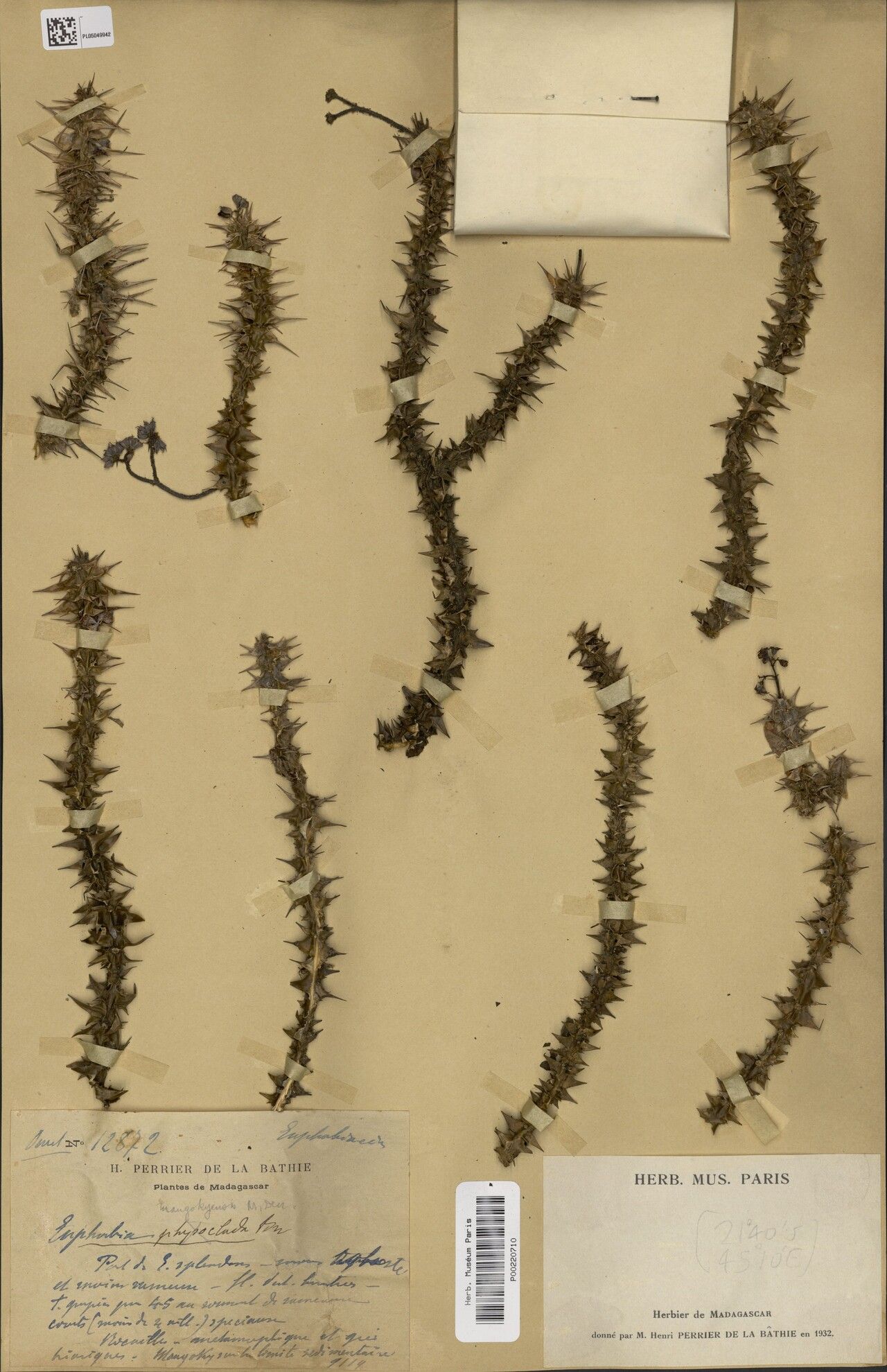 Euphorbia brachyphylla — houseplant care guide