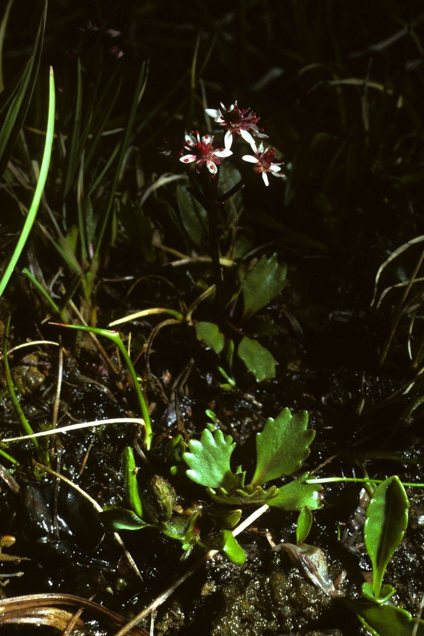Micranthes lyallii habit