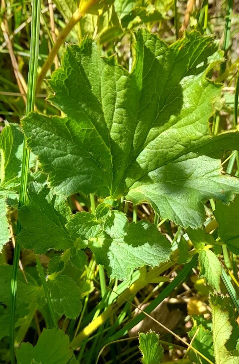 Geum magellanicum leaf
