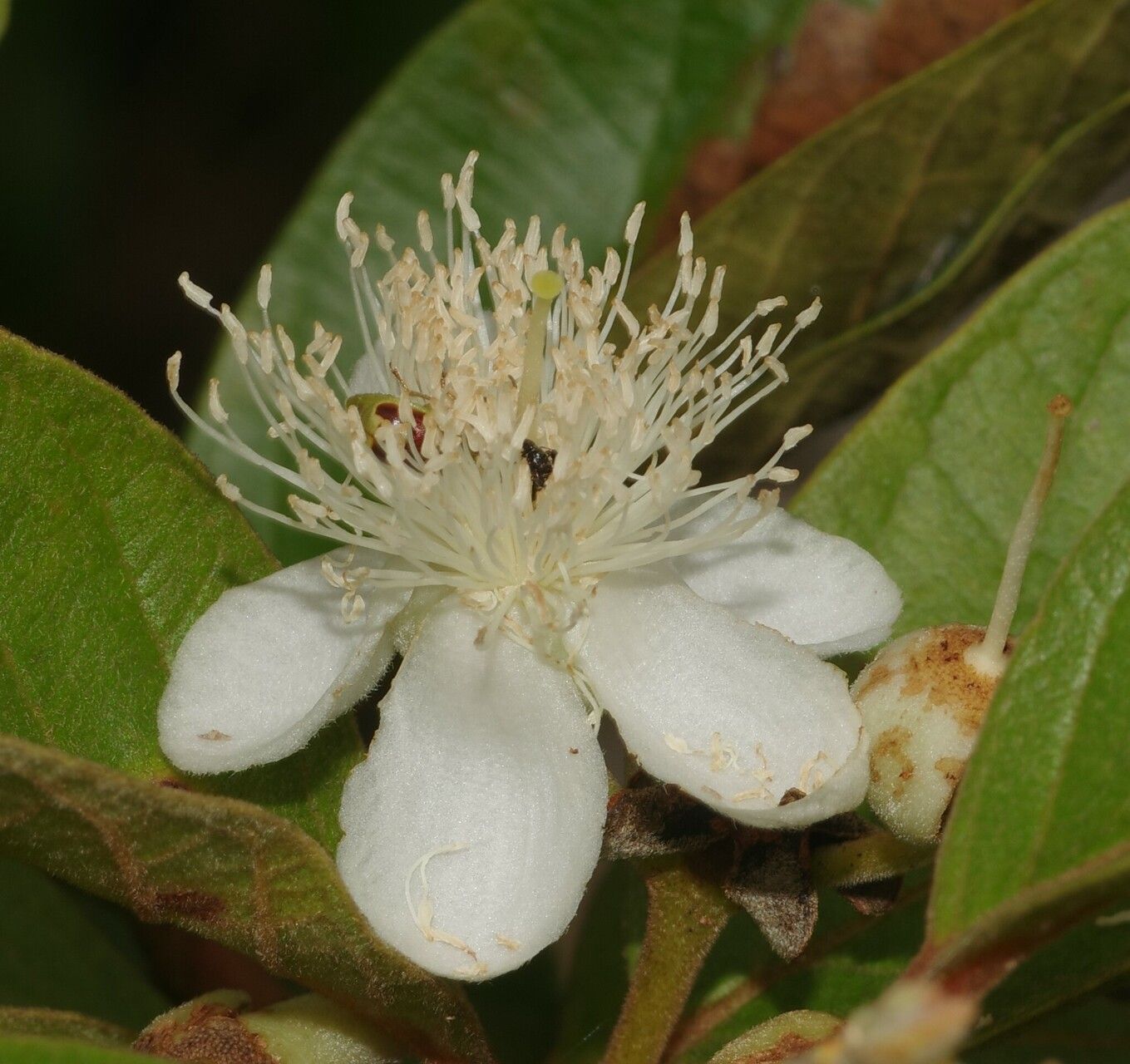 Psidium guyanense flower