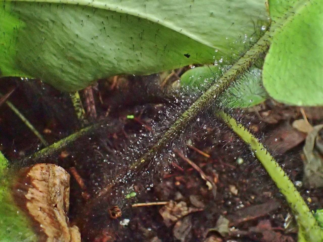 Elaphoglossum crinitum bark