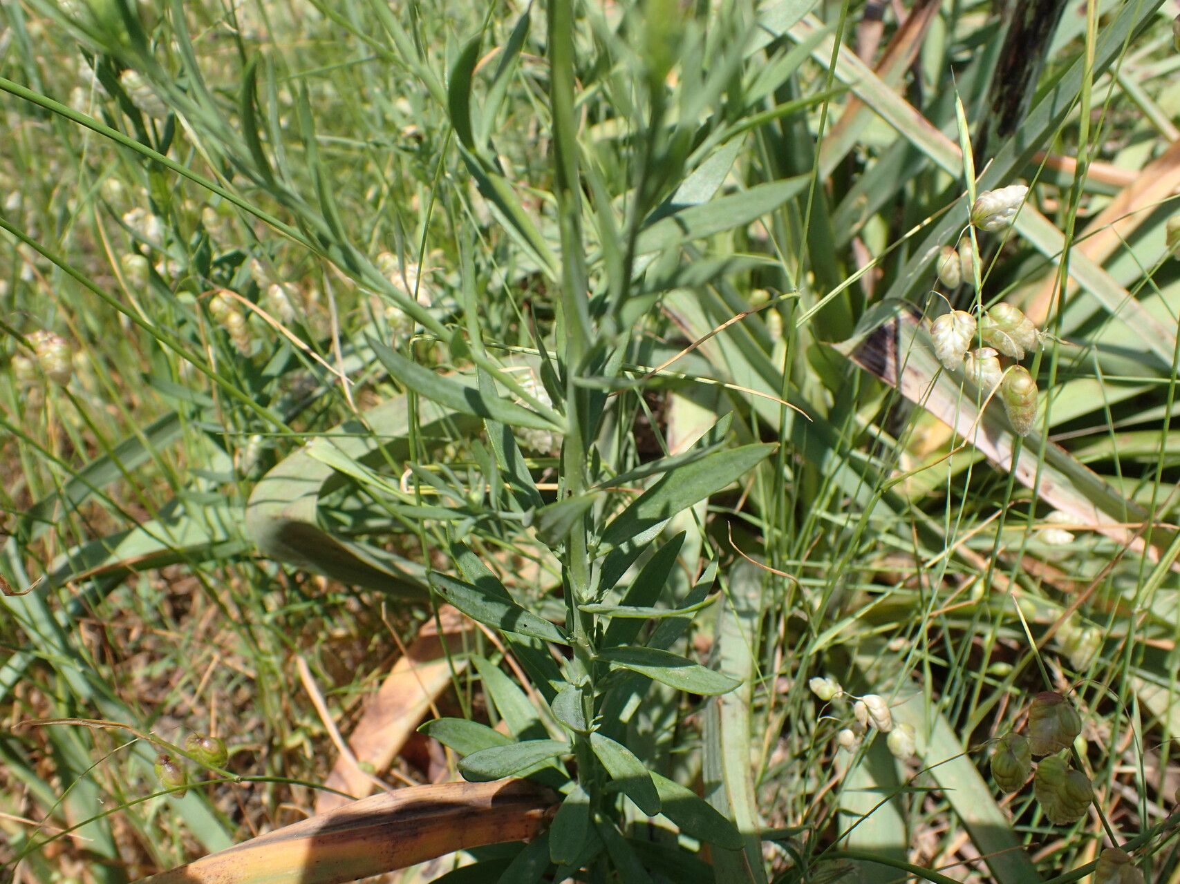 Linaria angustissima leaf