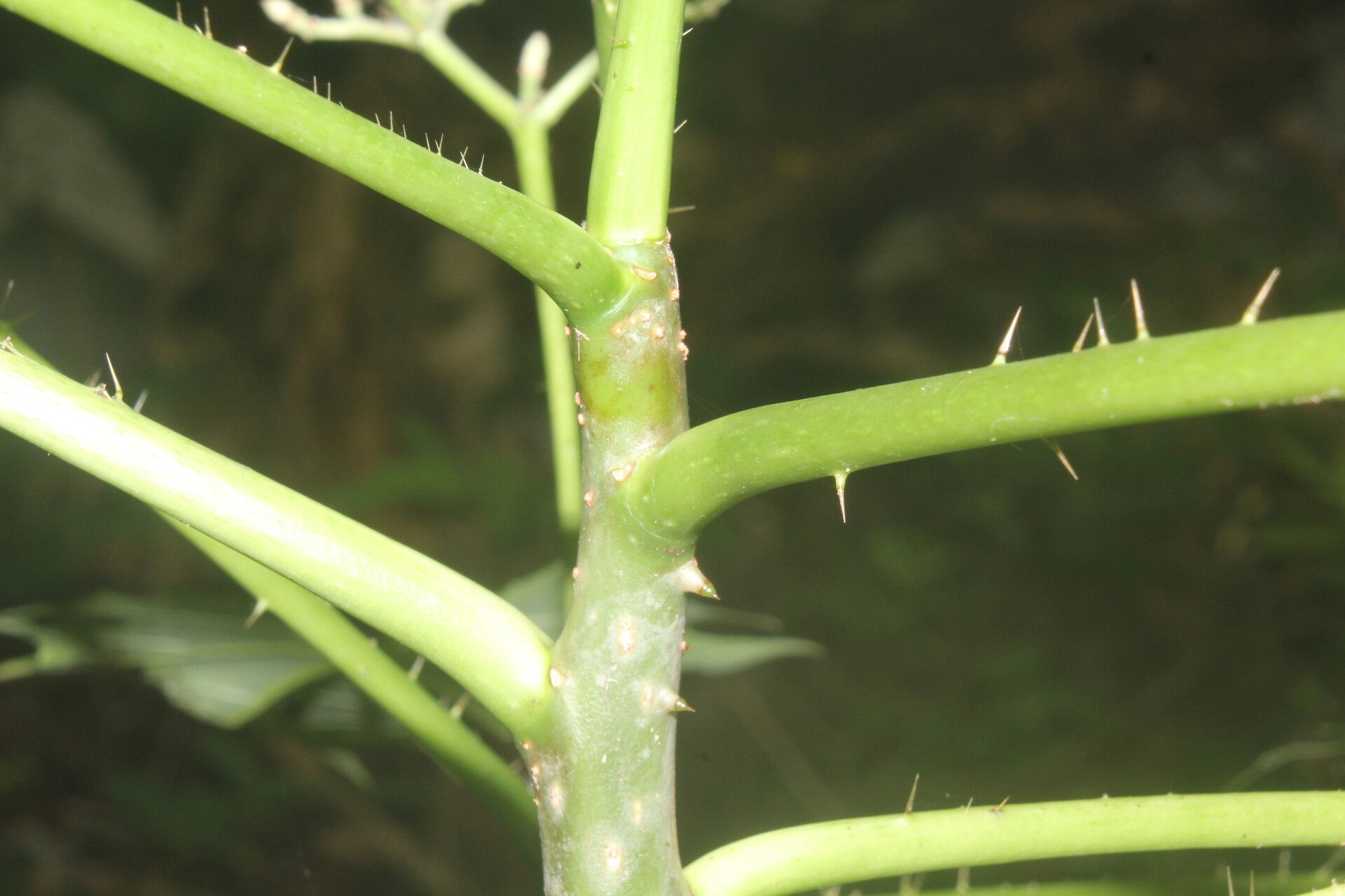 Cnidoscolus megacanthus bark