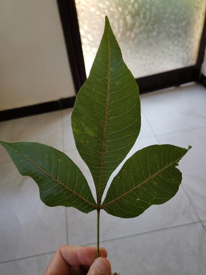 Allophylus abyssinicus leaf