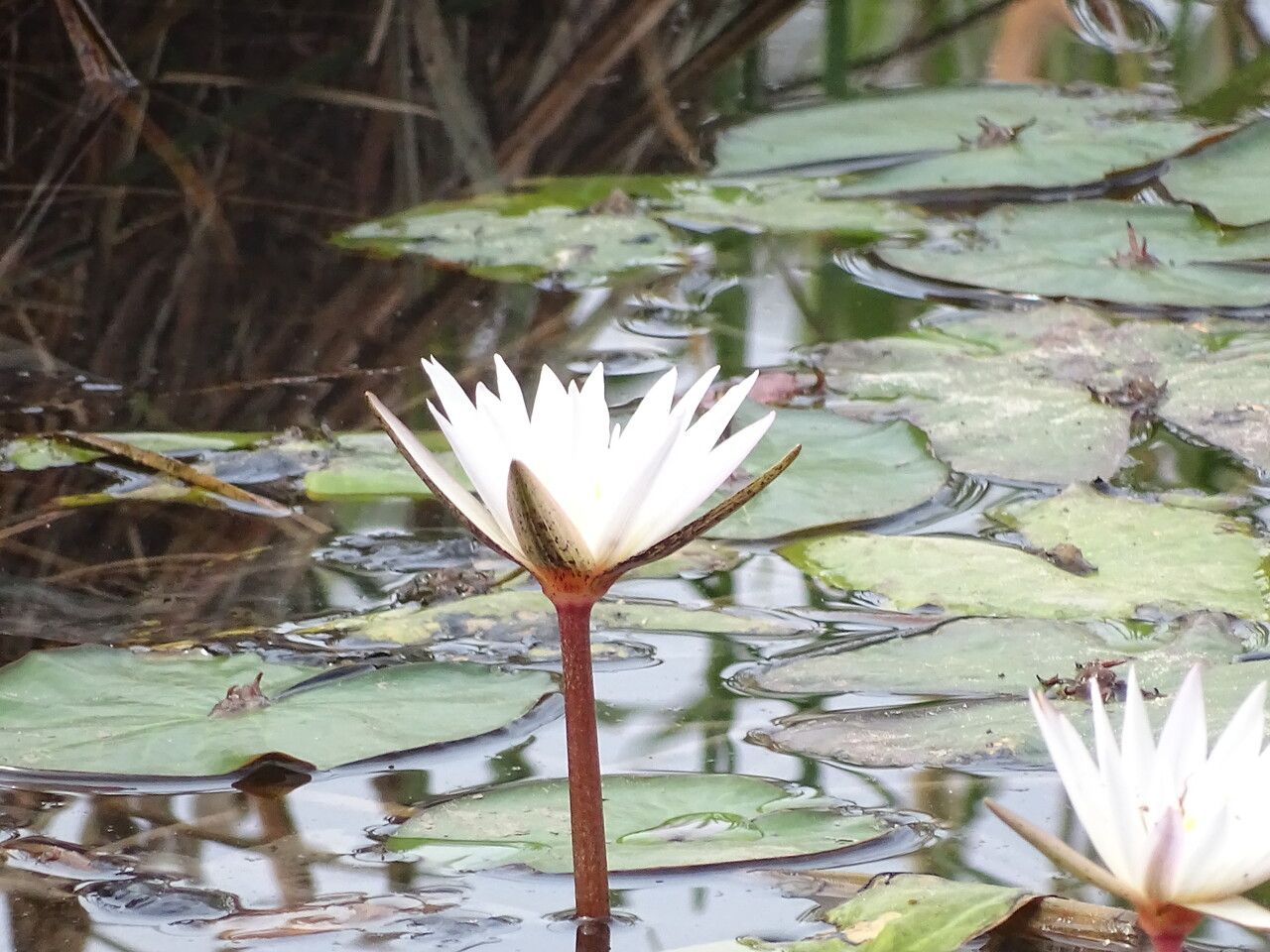 Nymphaea micrantha flower