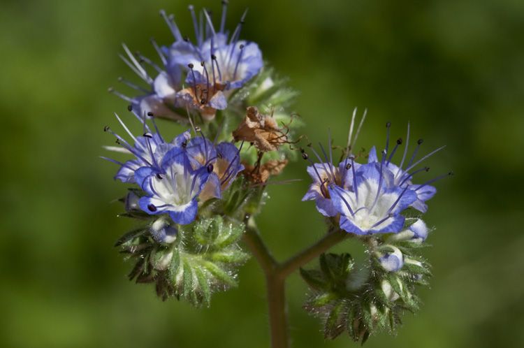 Phacelia rupestris — search result for 'Phacelia'