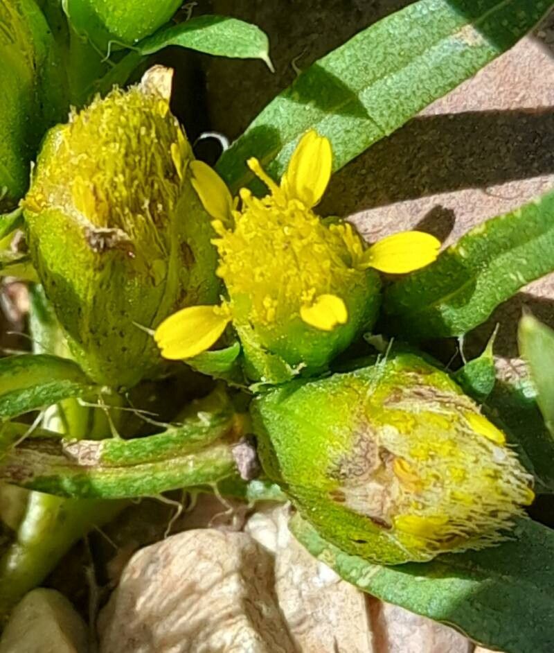 Pectis sessiliflora flower