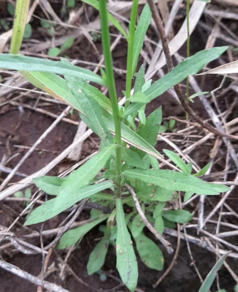 Wahlenbergia linarioides — houseplant care guide