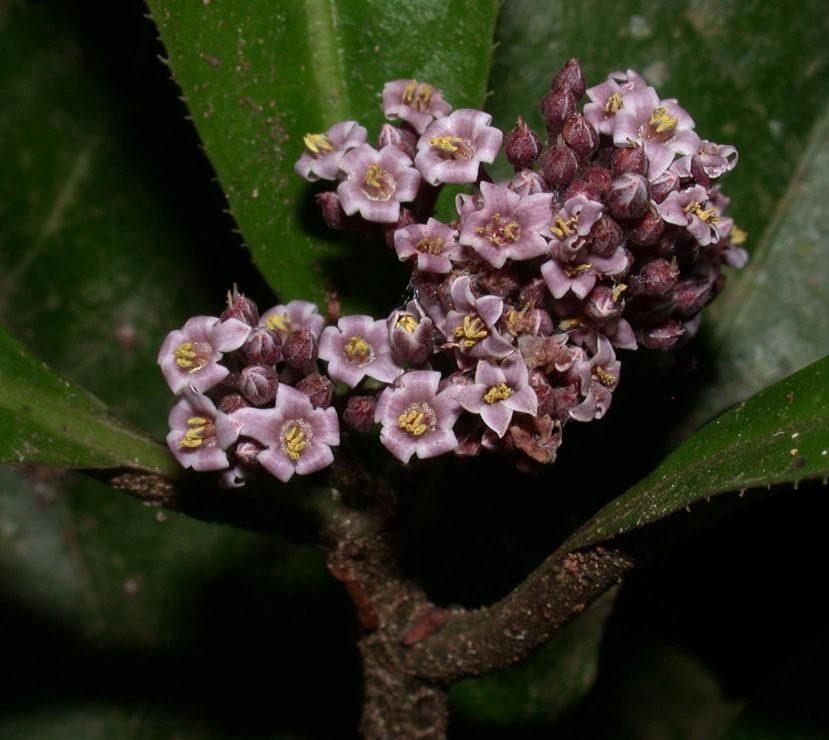 Ardisia pellucida flower