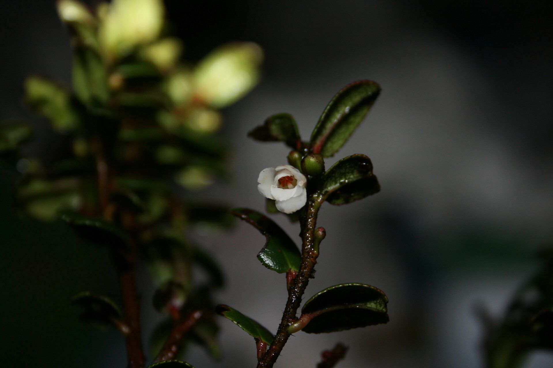 Eurya pullenii flower