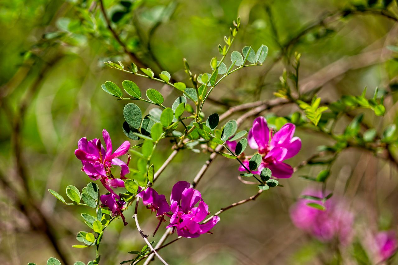 Indigofera dosua — search result for 'Indigofera'