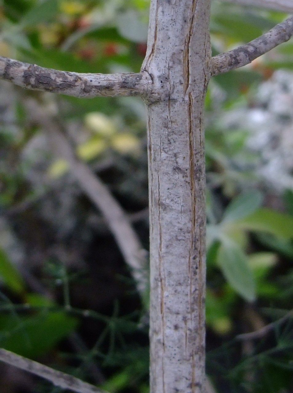 Teucrium heterophyllum bark