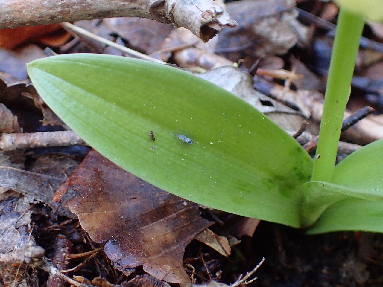 Orchis pallens leaf