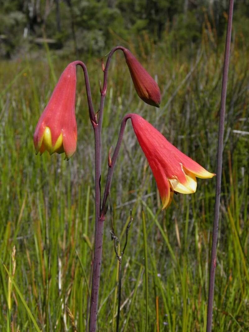 Blandfordia nobilis — related species from the same genus