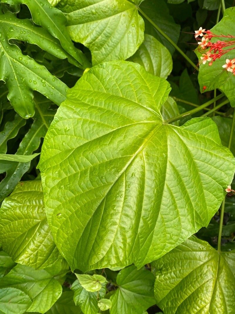 Clerodendrum paniculatum