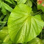 Clerodendrum paniculatum