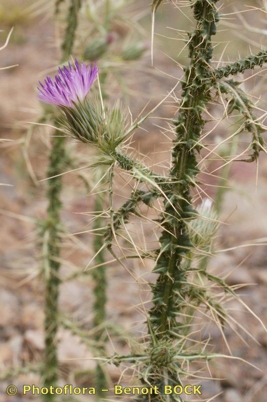 Carduus chevallieri other